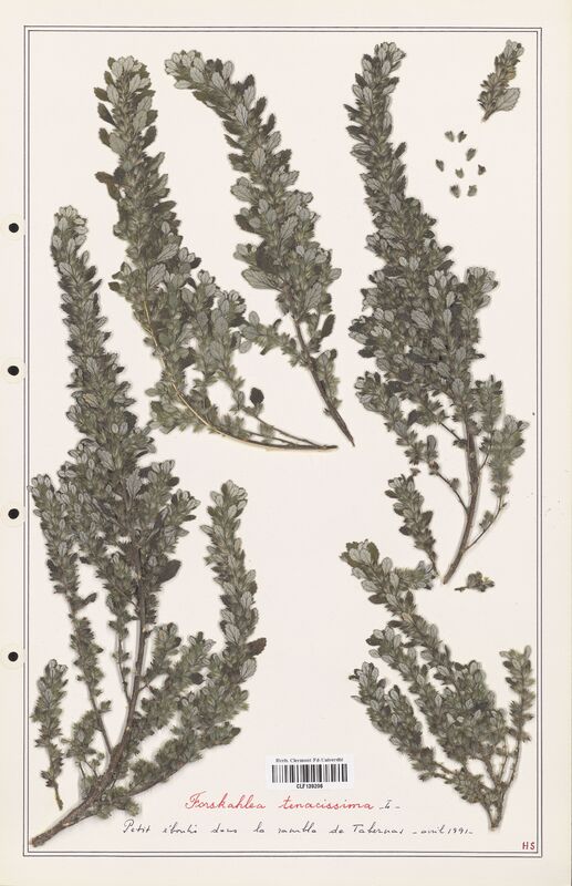 Forskahlea tenacissima  (Urticaceae)