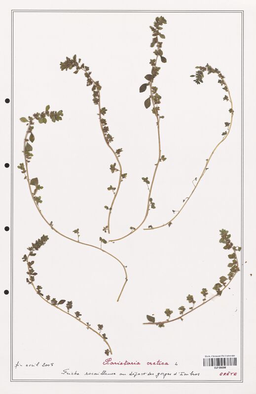 Parietaria cretica  (Urticaceae)