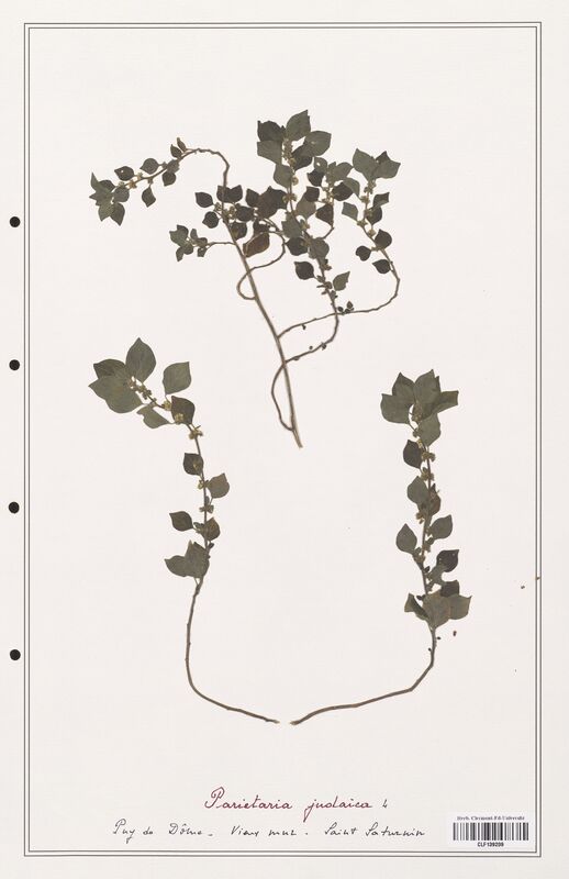 Parietaria judaica  (Urticaceae)