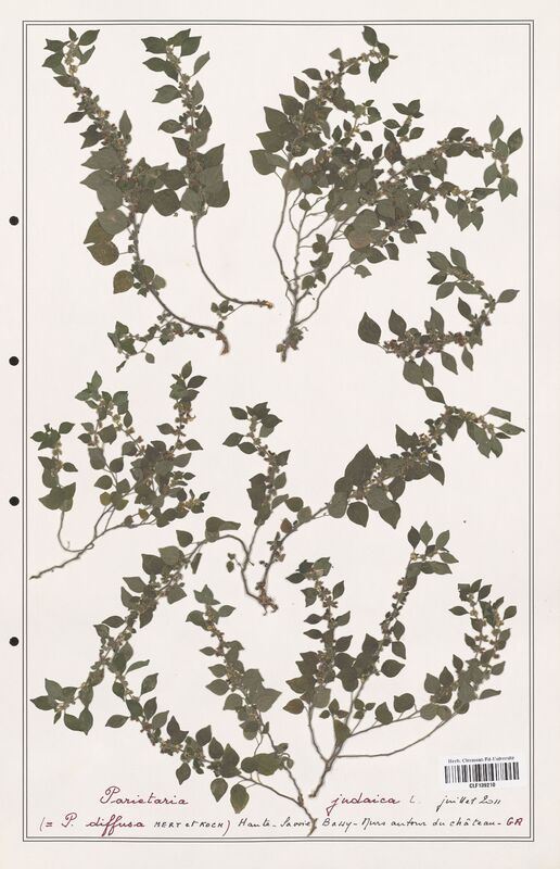 Parietaria judaica  (Urticaceae)