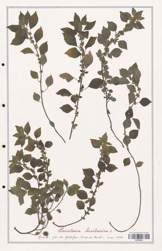 Parietaria lusitanica  (Urticaceae)