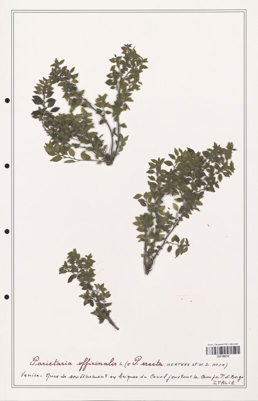 Parietaria officinalis  (Urticaceae)