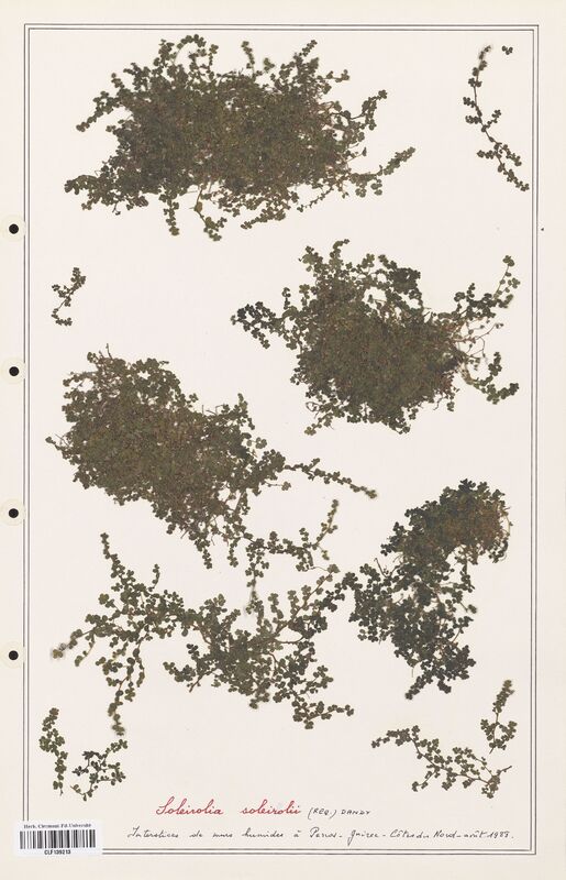 Soleirolia soleirolia  (Urticaceae)