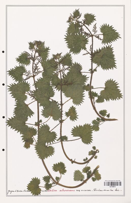 Urtica atrovirens  (Urticaceae)