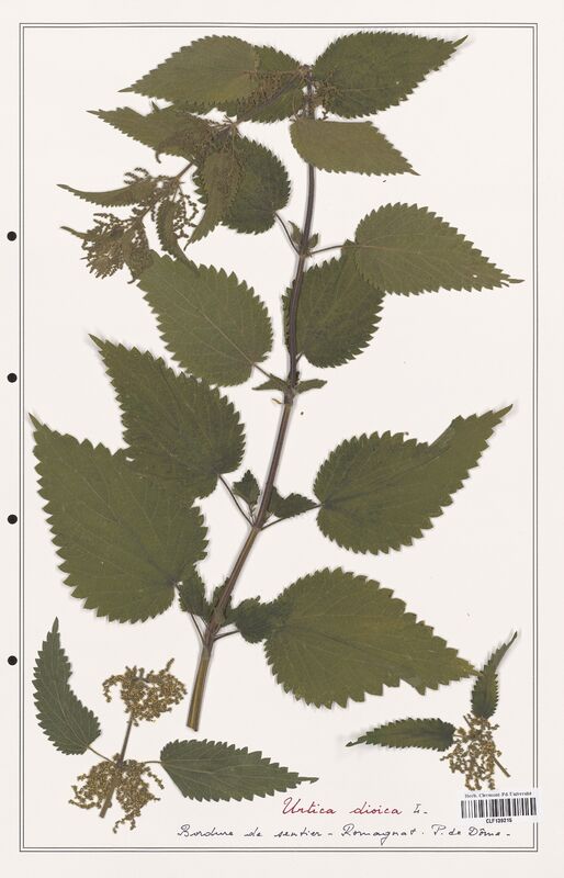 Urtica dioica  (Urticaceae)