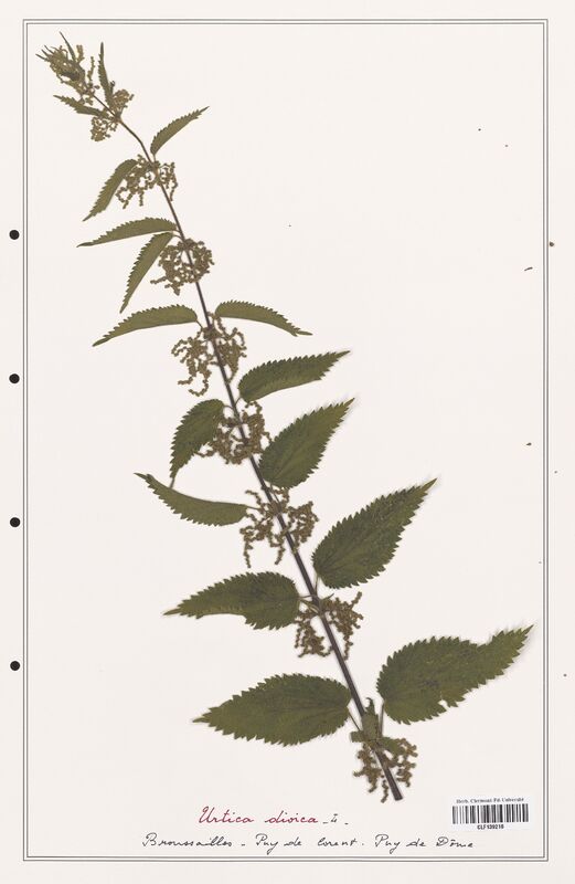 Urtica dioica  (Urticaceae)