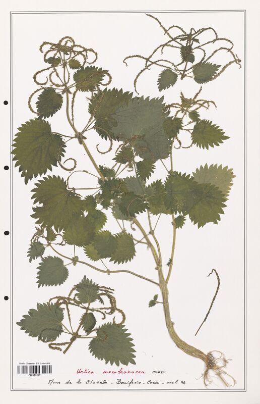Urtica membranacea  (Urticaceae)
