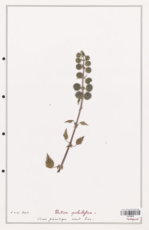 Urtica pilulifera  (Urticaceae)