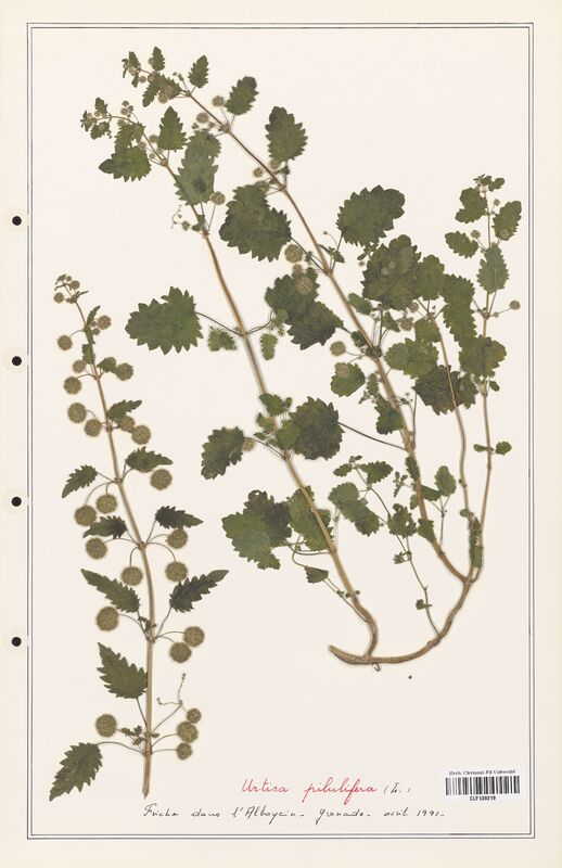 Urtica pilulifera  (Urticaceae)