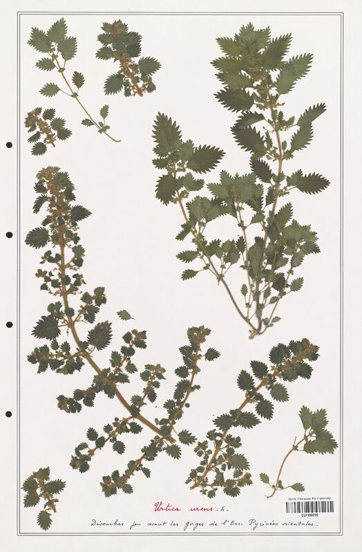 Urtica urens  (Urticaceae)