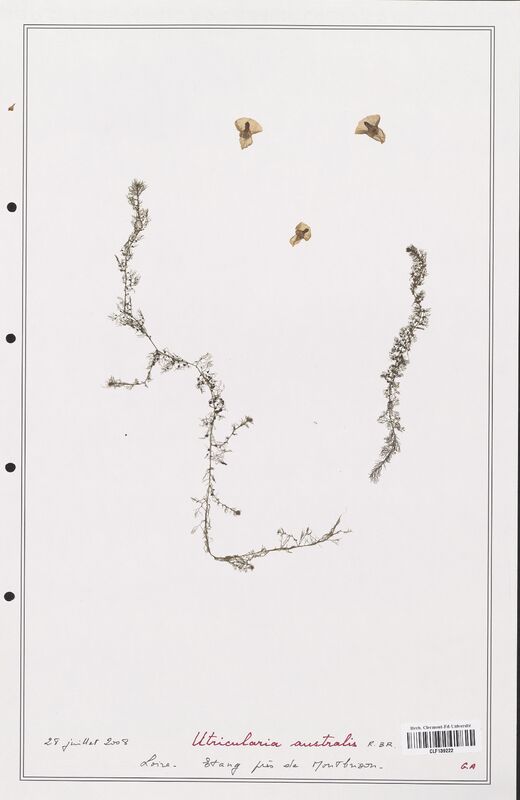 Utricularia australis  (Utriculariacees)
