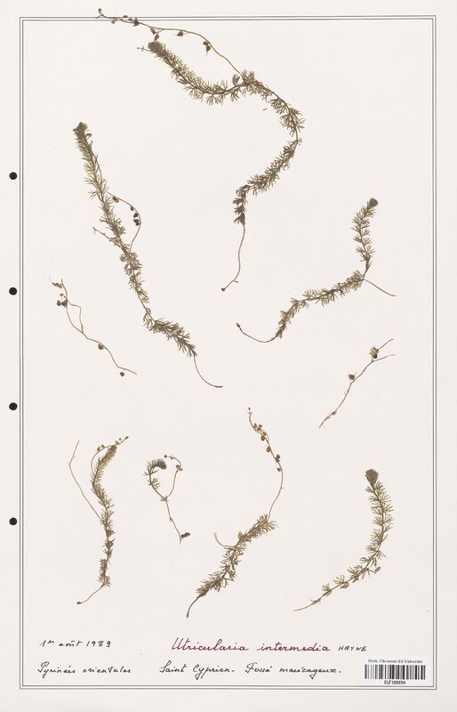 Utricularia intermedia  (Utriculariacees)