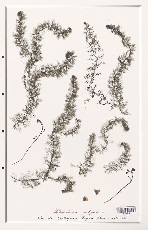 Utricularia vulgaris  (Utriculariacees)
