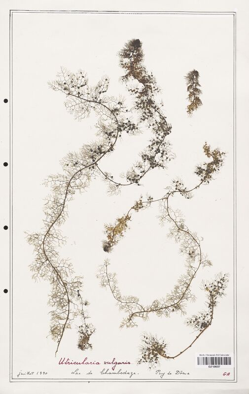 Utricularia vulgaris  (Utriculariacees)