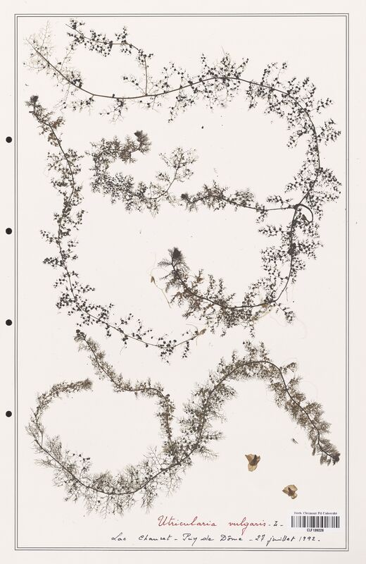 Utricularia vulgaris  (Utriculariacees)