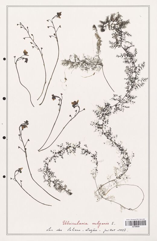 Utricularia vulgaris  (Utriculariacees)