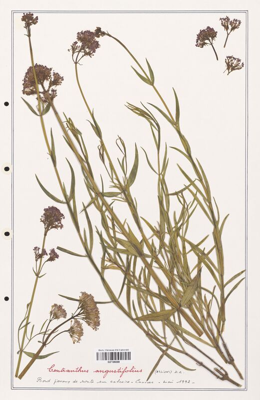 Centranthus angustifolius  (Valerianaceae)