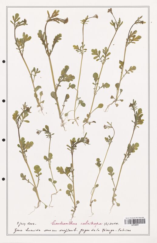 Centranthus calcitrapa  (Valerianaceae)