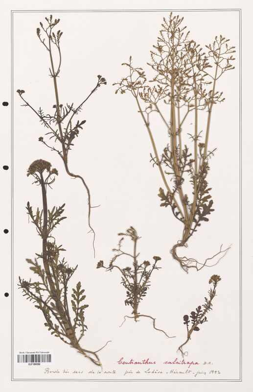 Centranthus calcitrapa  (Valerianaceae)