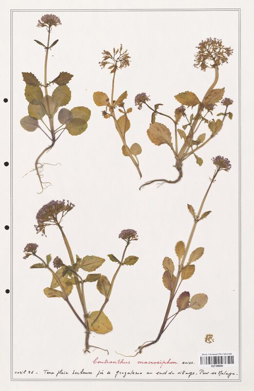 Centranthus macrosiphon  (Valerianaceae)