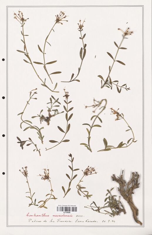 Centranthus nevadensis  (Valerianaceae)