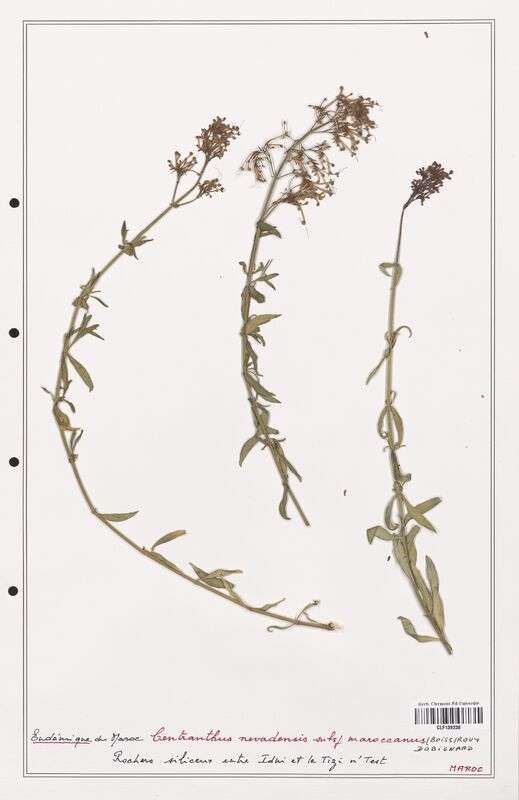 Centranthus nevadensis  (Valerianaceae)