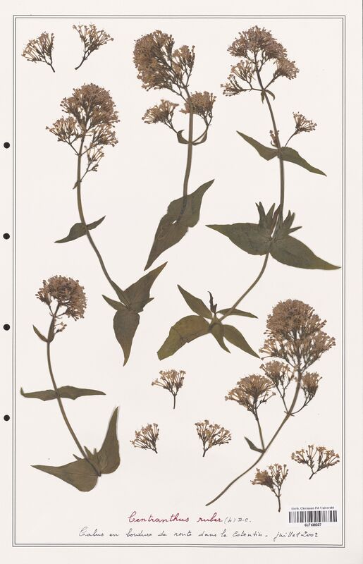 Centranthus ruber  (Valerianaceae)