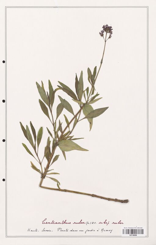 Centranthus ruber  (Valerianaceae)