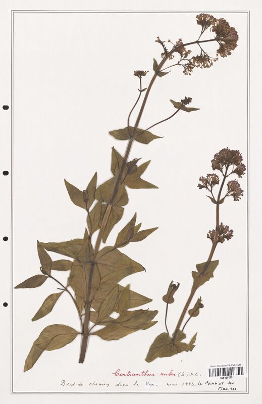 Centranthus ruber  (Valerianaceae)