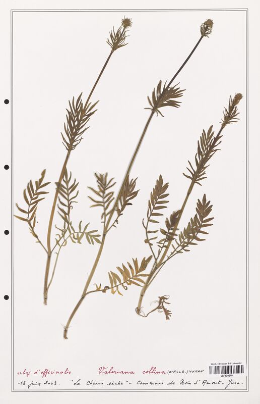 Valeriana collina  (Valerianaceae)