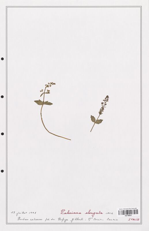 Valeriana elongata  (Valerianaceae)
