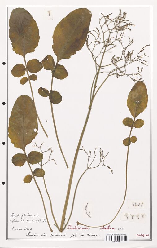 Valeriana italica  (Valerianaceae)