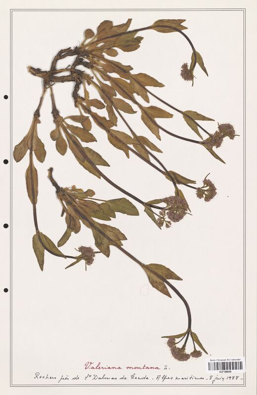 Valeriana montana  (Valerianaceae)