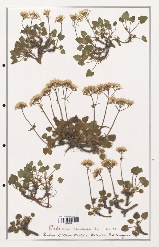 Valeriana montana  (Valerianaceae)