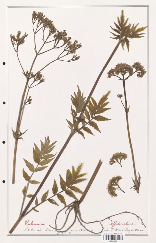 Valeriana officinalis  (Valerianaceae)