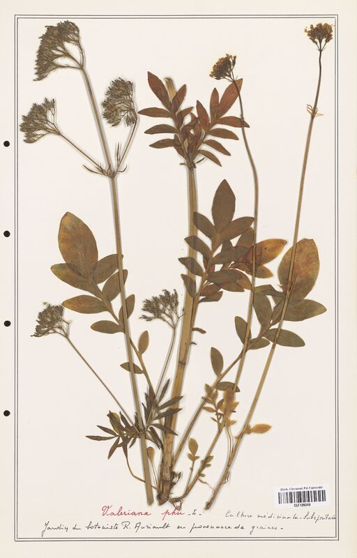 Valeriana phu  (Valerianaceae)