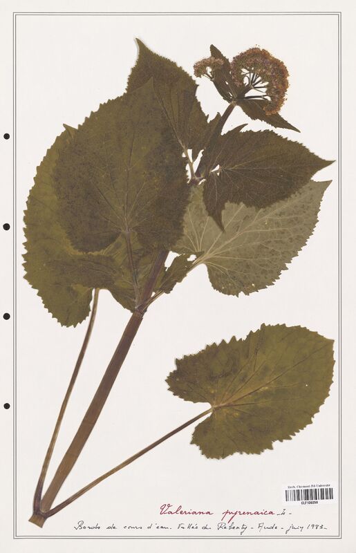 Valeriana pyrenaica  (Valerianaceae)