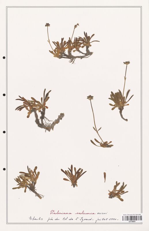 Valeriana saliunca  (Valerianaceae)