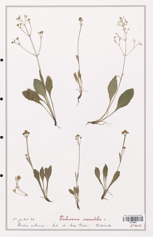 Valeriana saxatilis  (Valerianaceae)