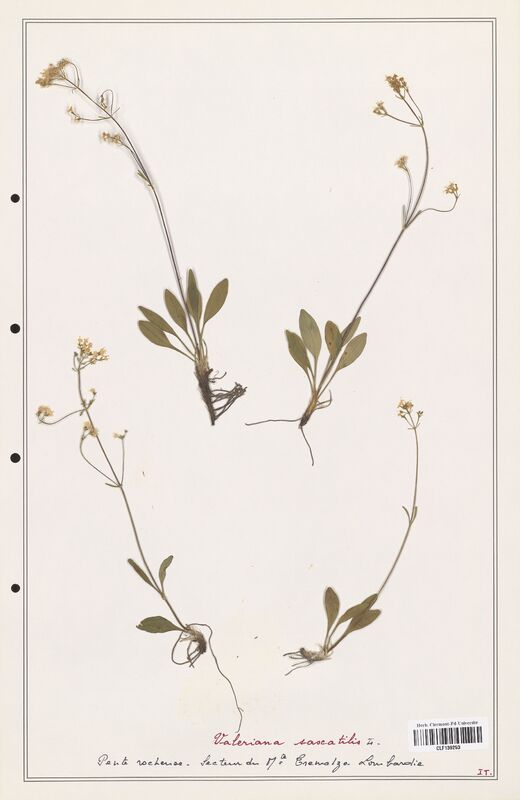 Valeriana saxatilis  (Valerianaceae)