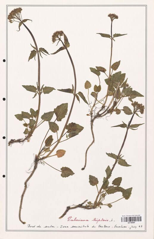 Valeriana tripteris  (Valerianaceae)