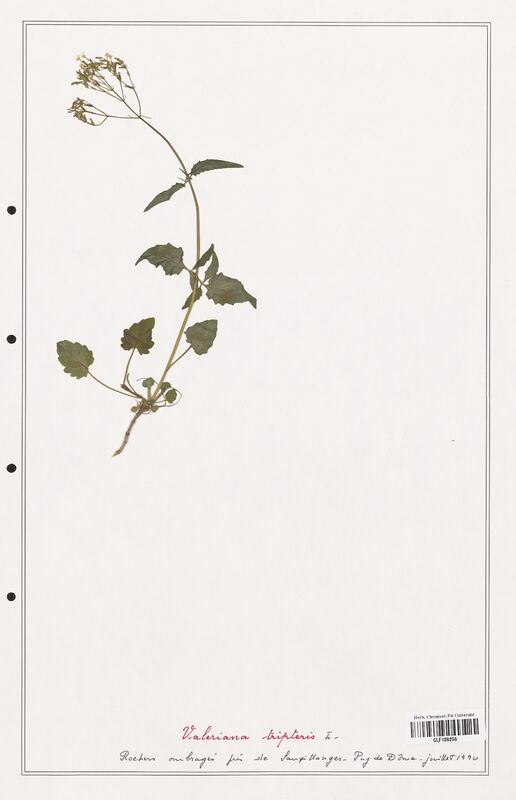 Valeriana tripteris  (Valerianaceae)
