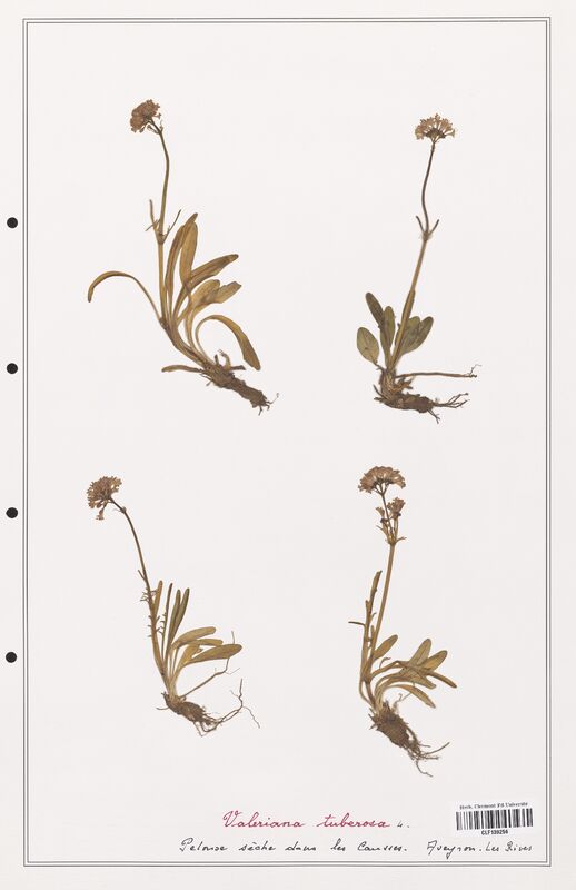 Valeriana tuberosa  (Valerianaceae)