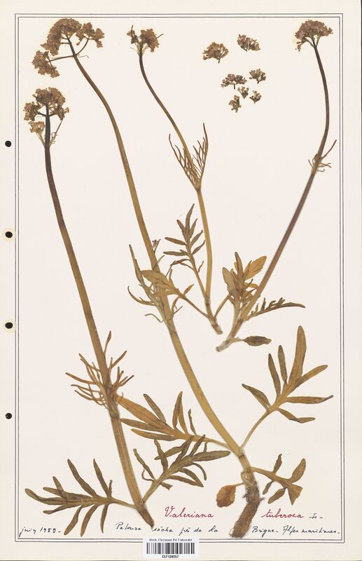 Valeriana tuberosa  (Valerianaceae)