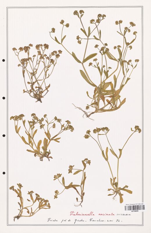 Valerianella carinata  (Valerianaceae)