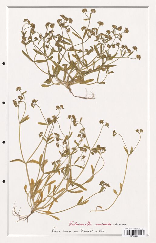Valerianella carinata  (Valerianaceae)