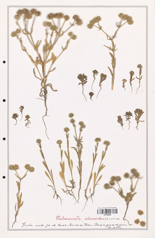 Valerianella discoidea  (Valerianaceae)
