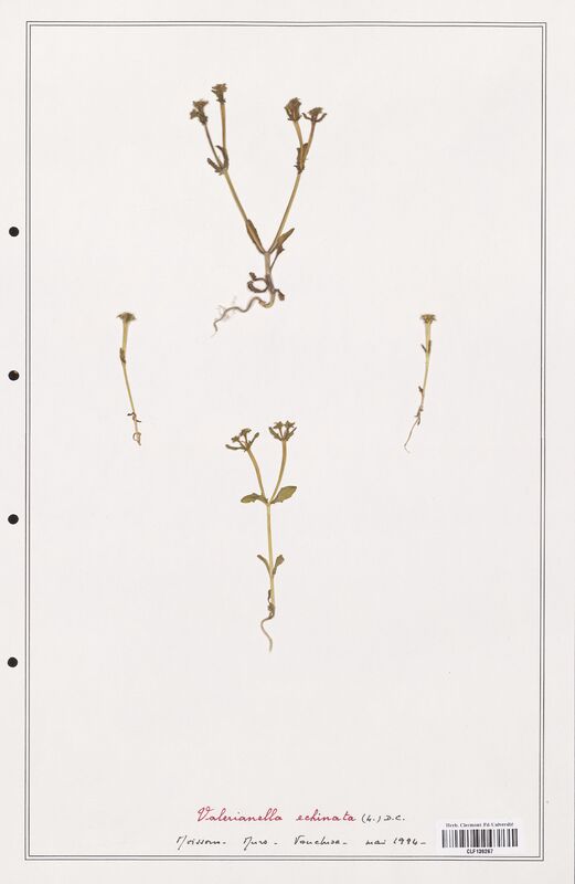 Valerianella echinata  (Valerianaceae)