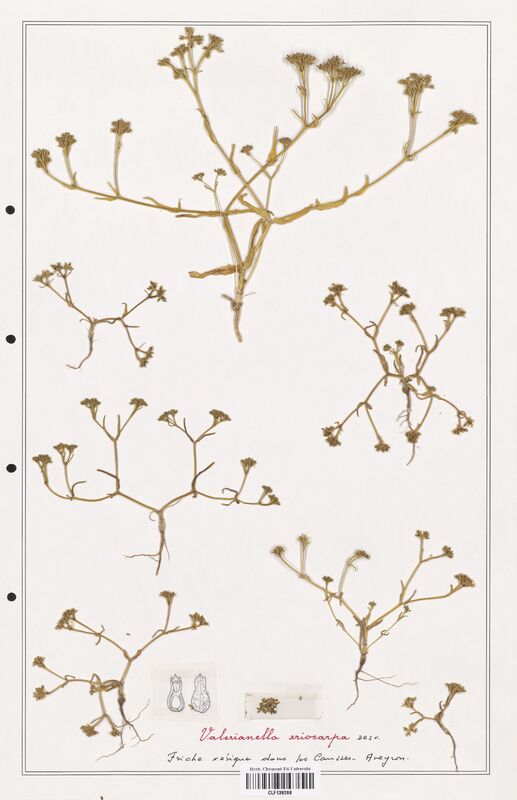 Valerianella eriocarpa  (Valerianaceae)