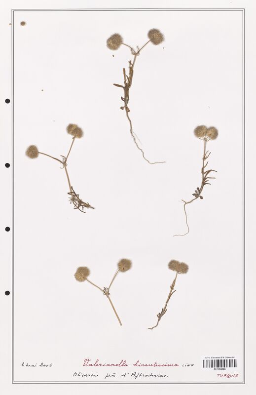 Valerianella hirsutissima  (Valerianaceae)